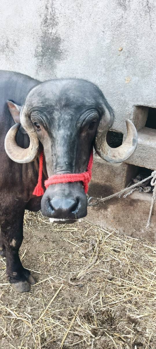 બે ભેંસ વેચવાનીસે