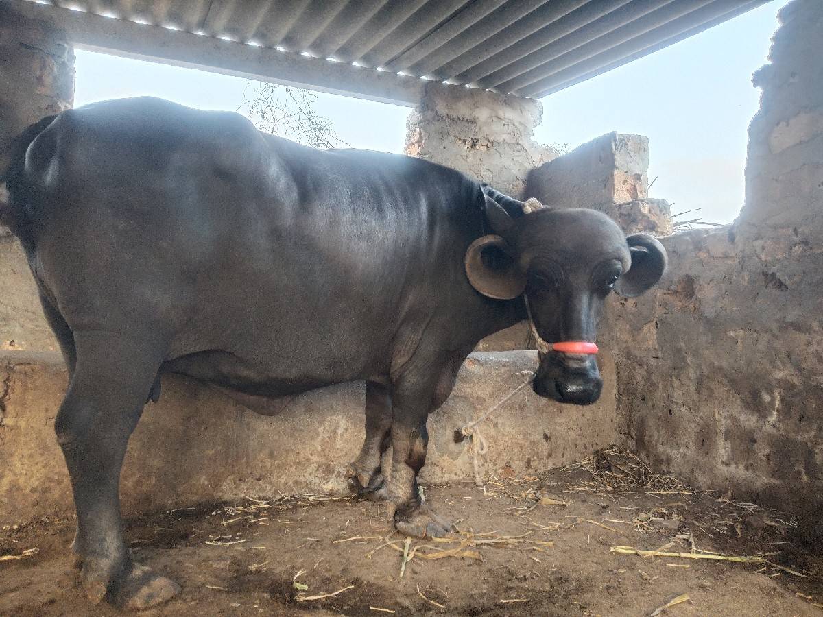 બે ભેંસ વેચવાનીસે