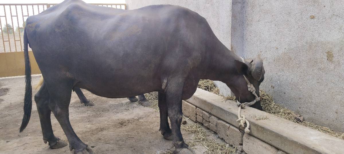 ખડેલી છે