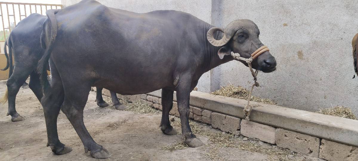 ખડેલી છે