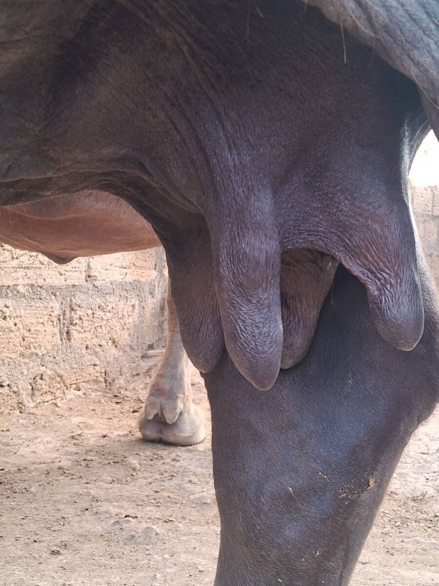 ભેંસ વેચવાની છે