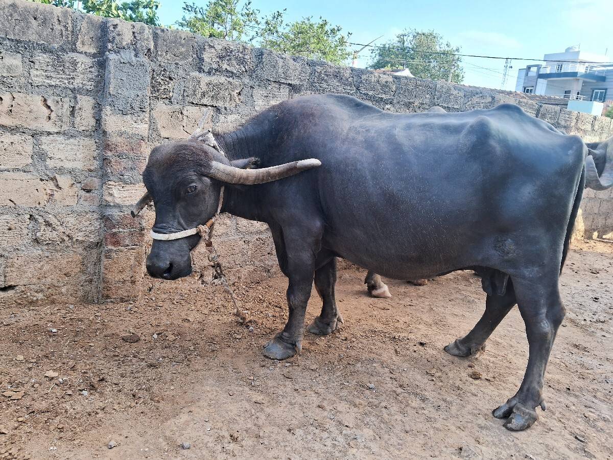 ભેંસ વેચવાની છે
