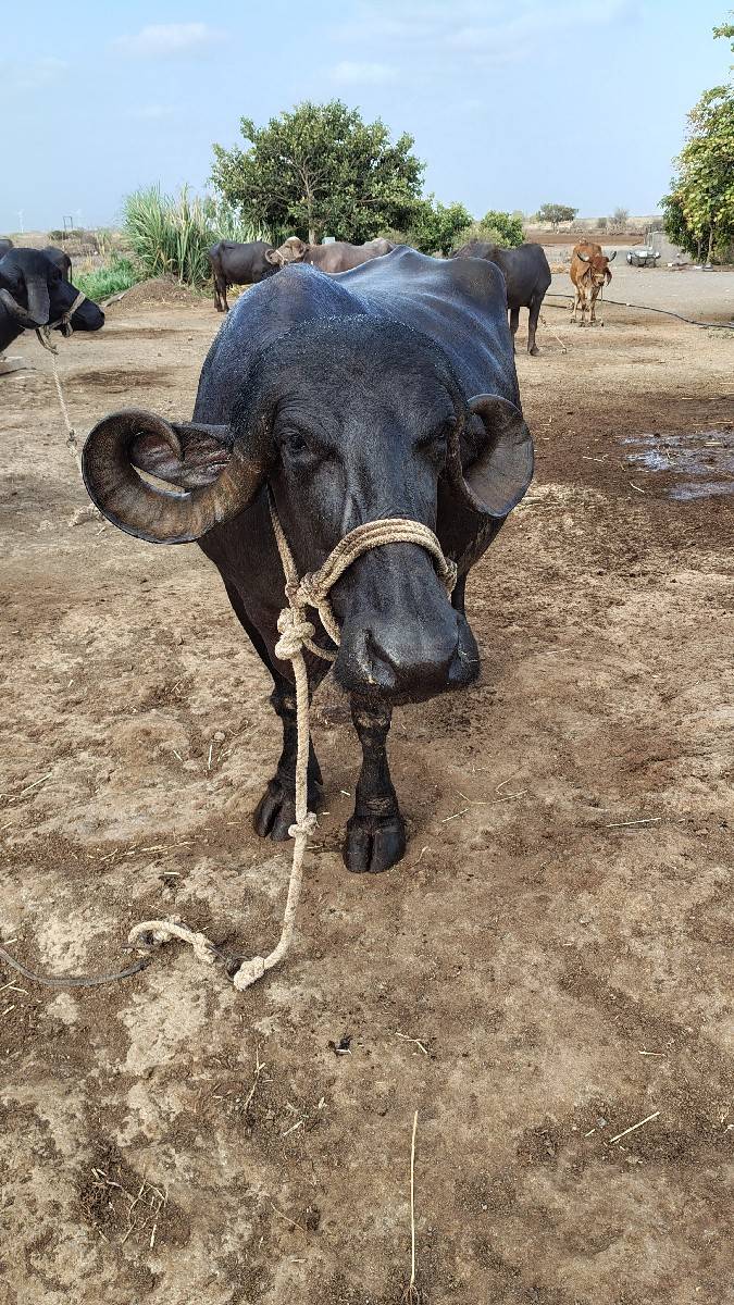 તન