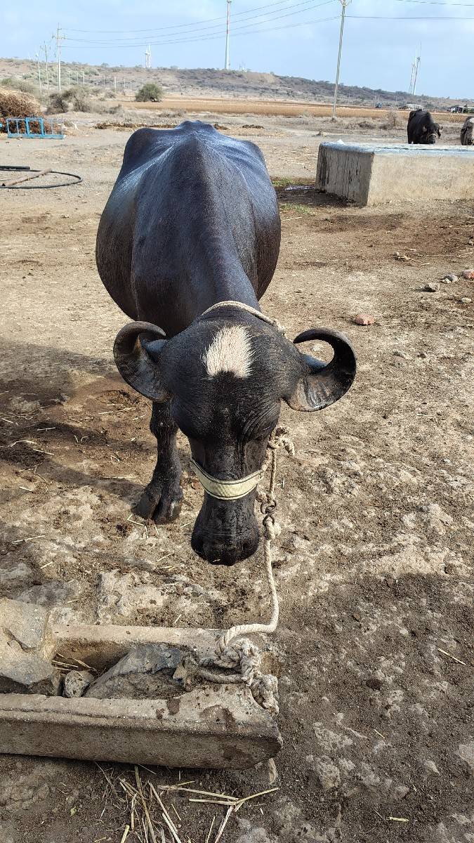 તન