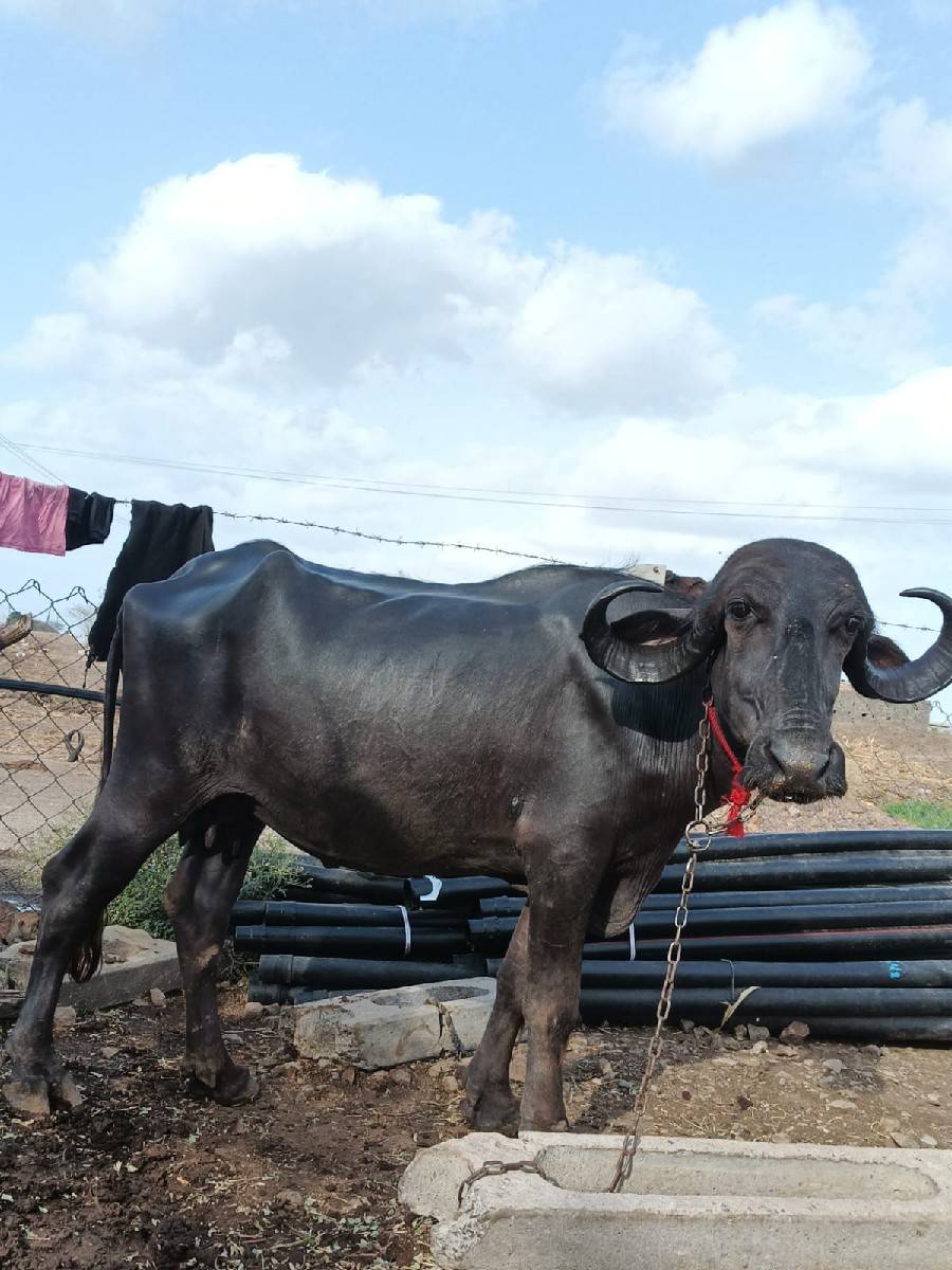 ખડેલી