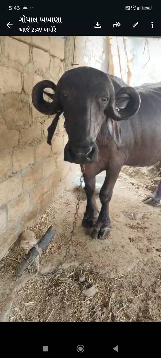 15.દીવસની.કાચી