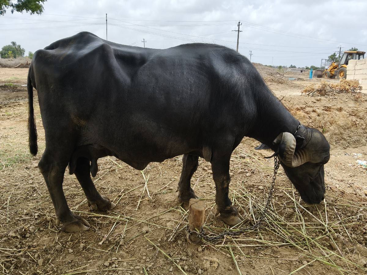 ભેંસ વેચવાની છે