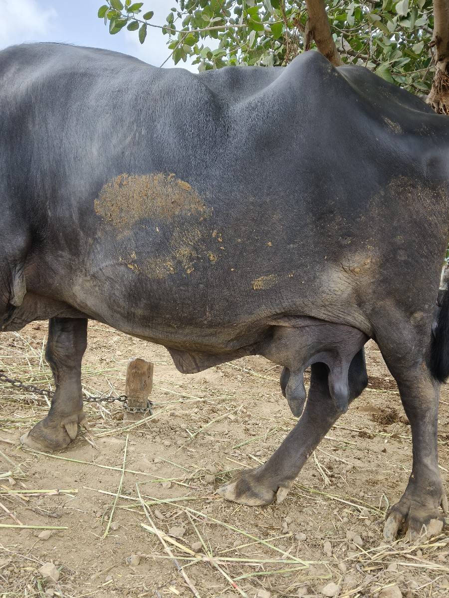 ભેંસ વેચવાની છે