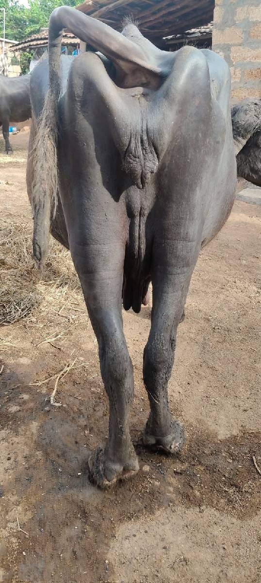 ભેંસ વેચવાની છે