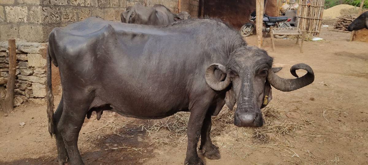 ભેંસ વેચવાની છે