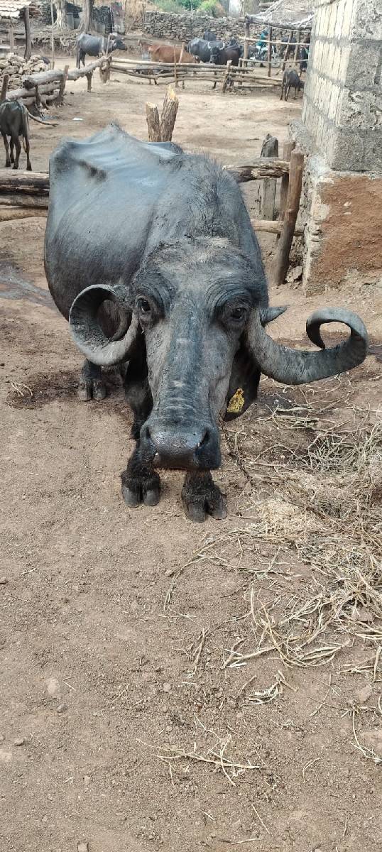 ભેંસ વેચવાની છે