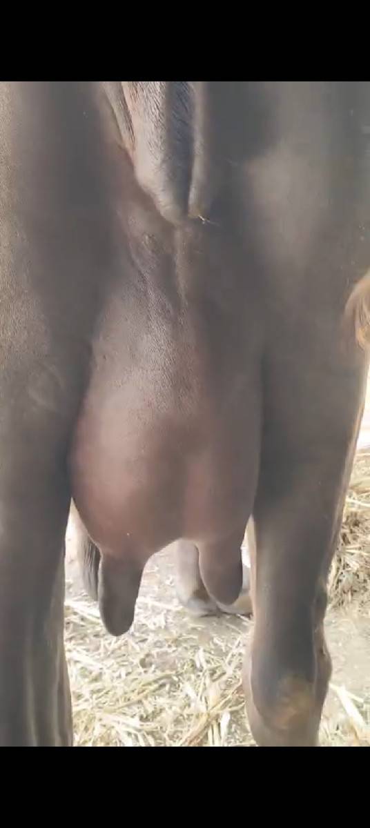 બીજા વેતરમાં ભેંસ