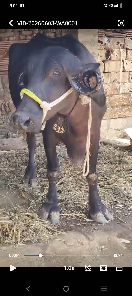 બીજા વેતરમાં ભેંસ