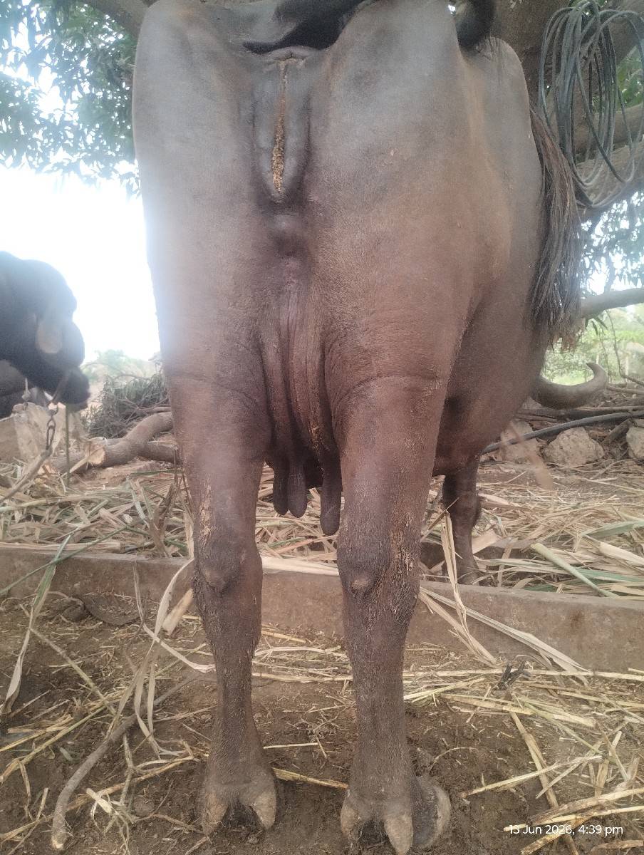 ભેસ વેસવાની છે