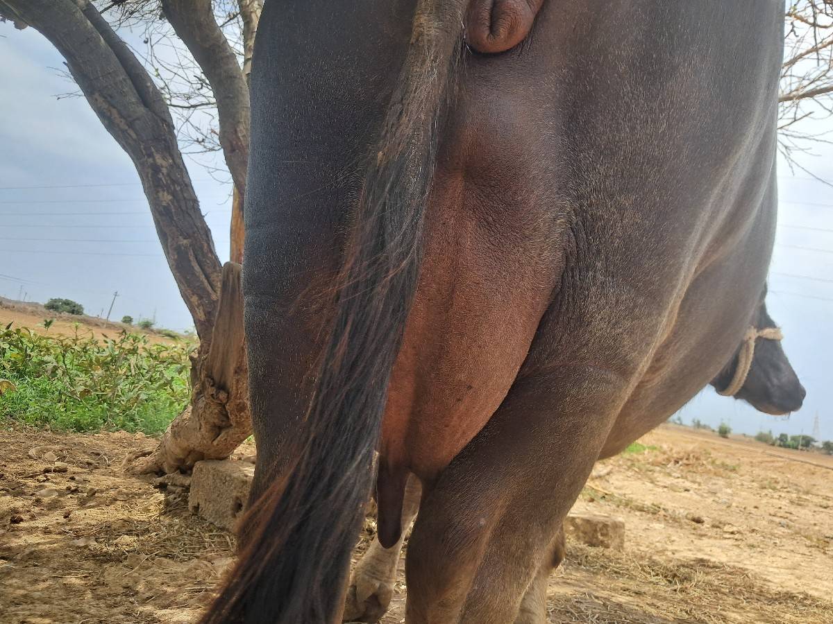 ભેસ વેચવાની છે