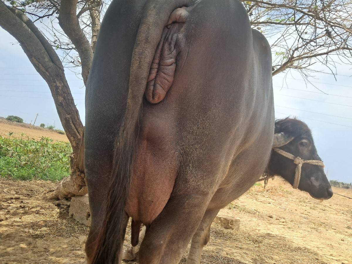 ભેસ વેચવાની છે