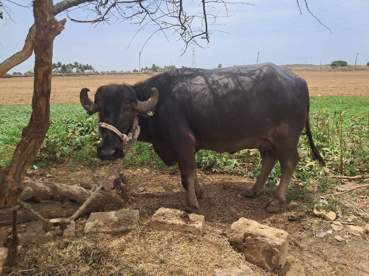 ભેસ વેચવાની છે
