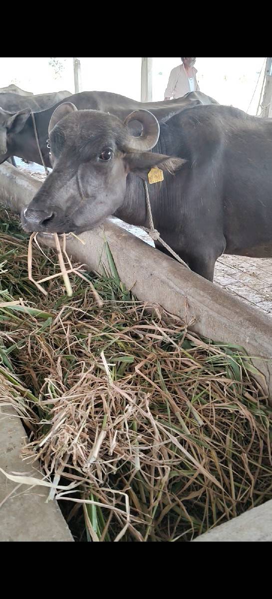 1 વૅતર બન્ની ખડાય
