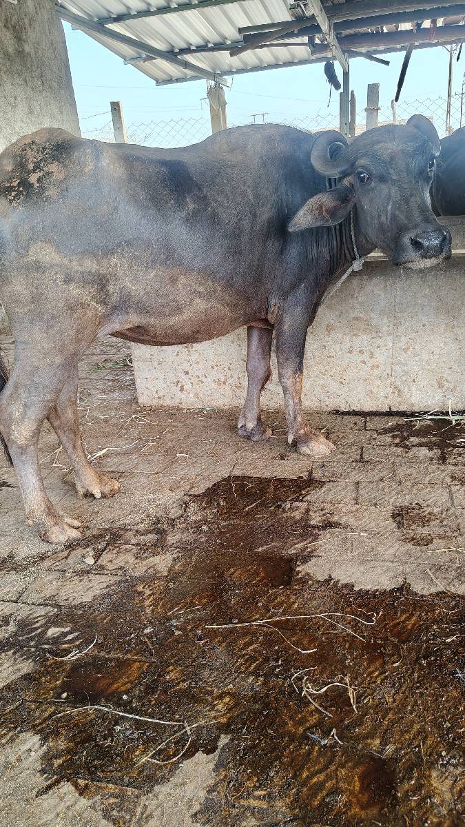 1 વૅતર બન્ની ખડાય
