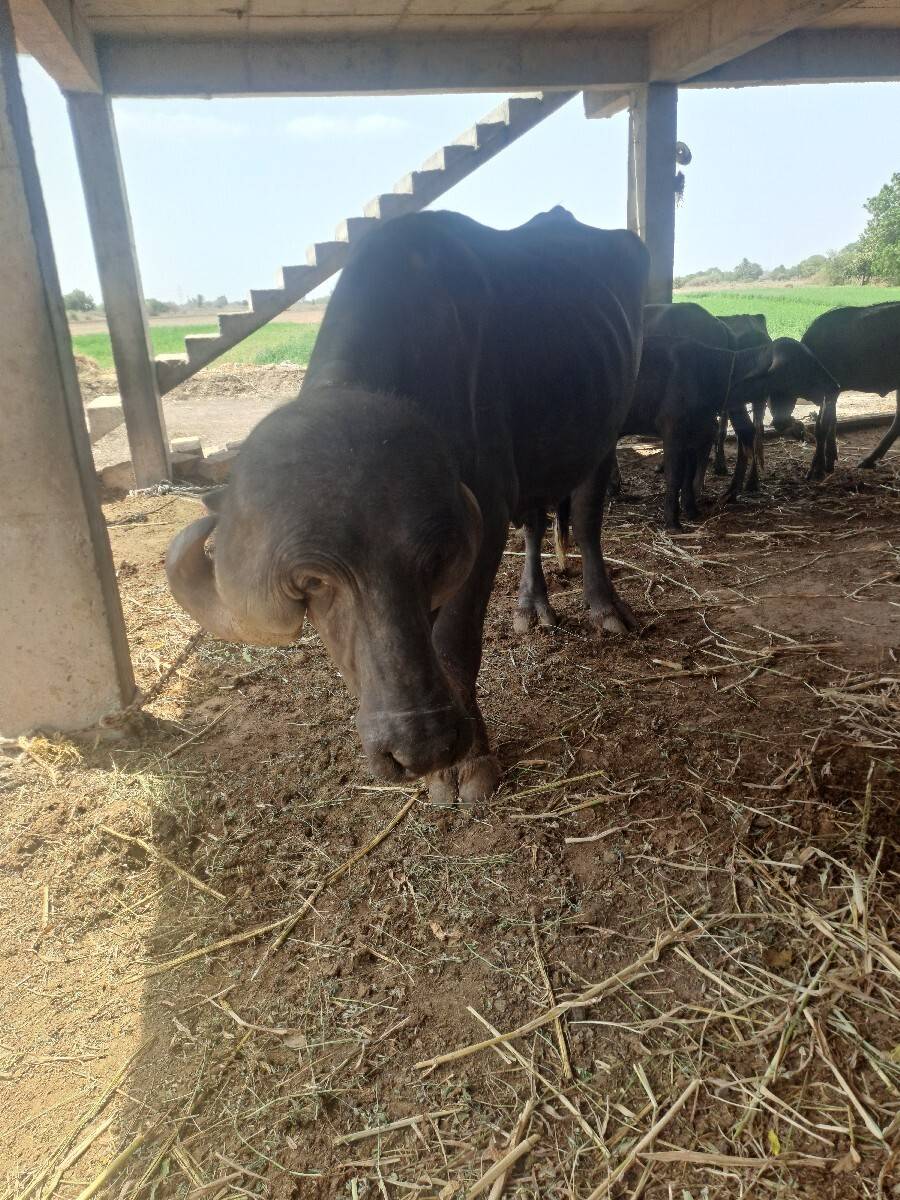 पाडो देवानो छे छदाते छै