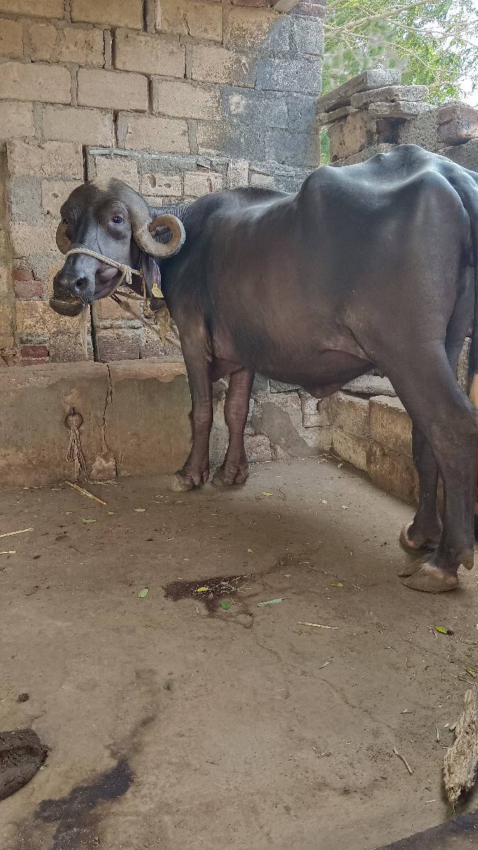 ભેંસ વેચવાની છે