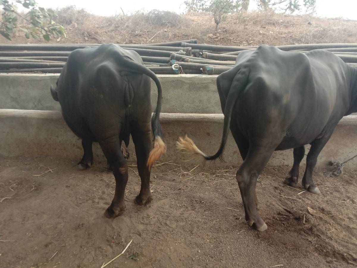 ભેંસ વેચવાની છે