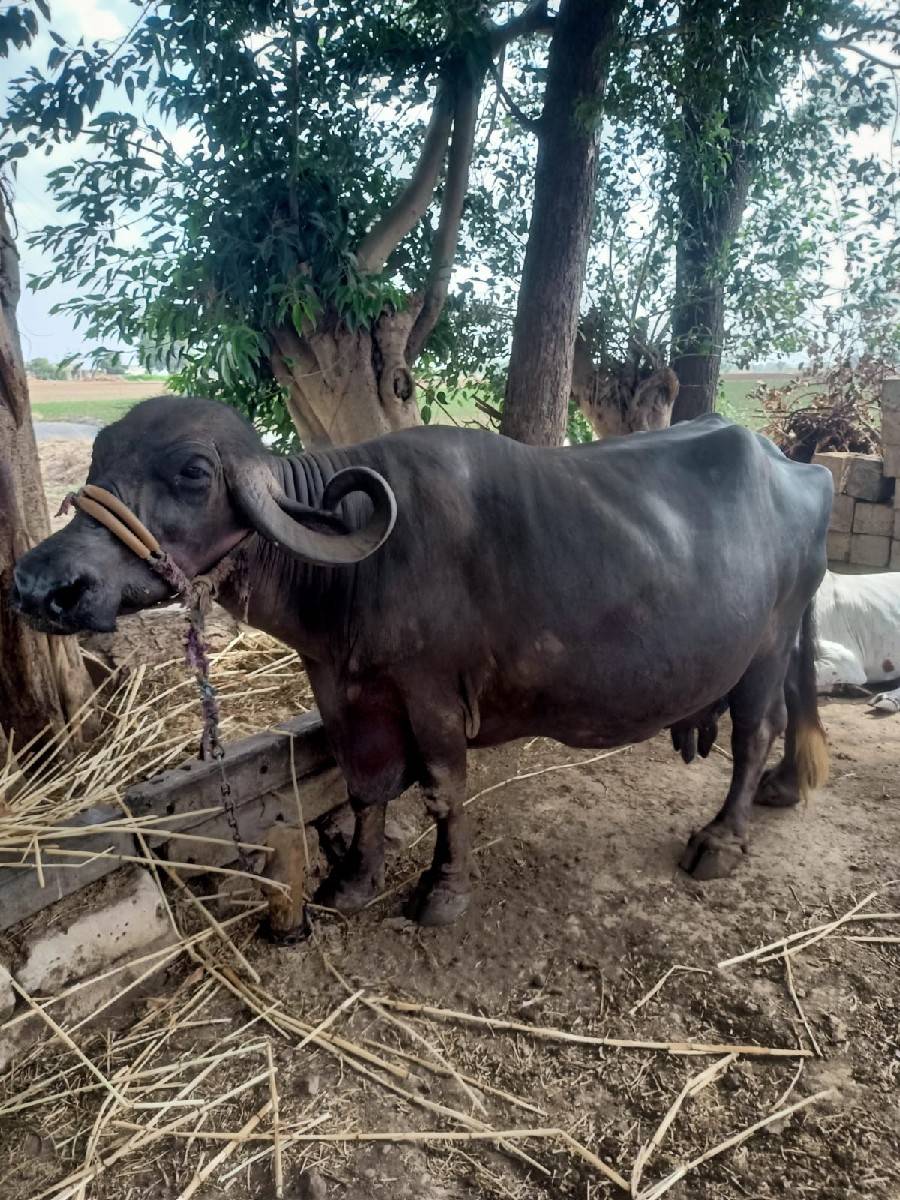 ભેંશ વેચવાની છે
