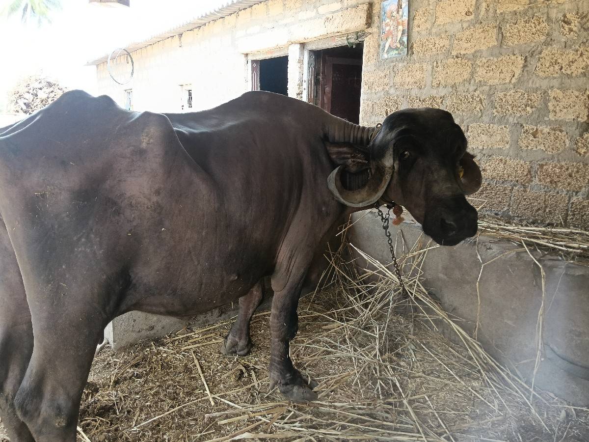 પ્યોર જાફરાબાદી