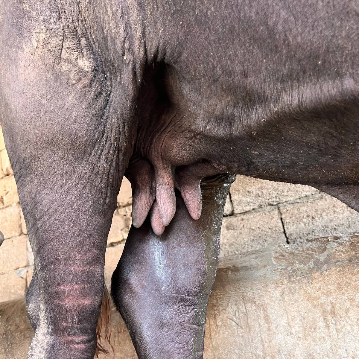 પેલું વેતર સે 
૧૦ મહીના