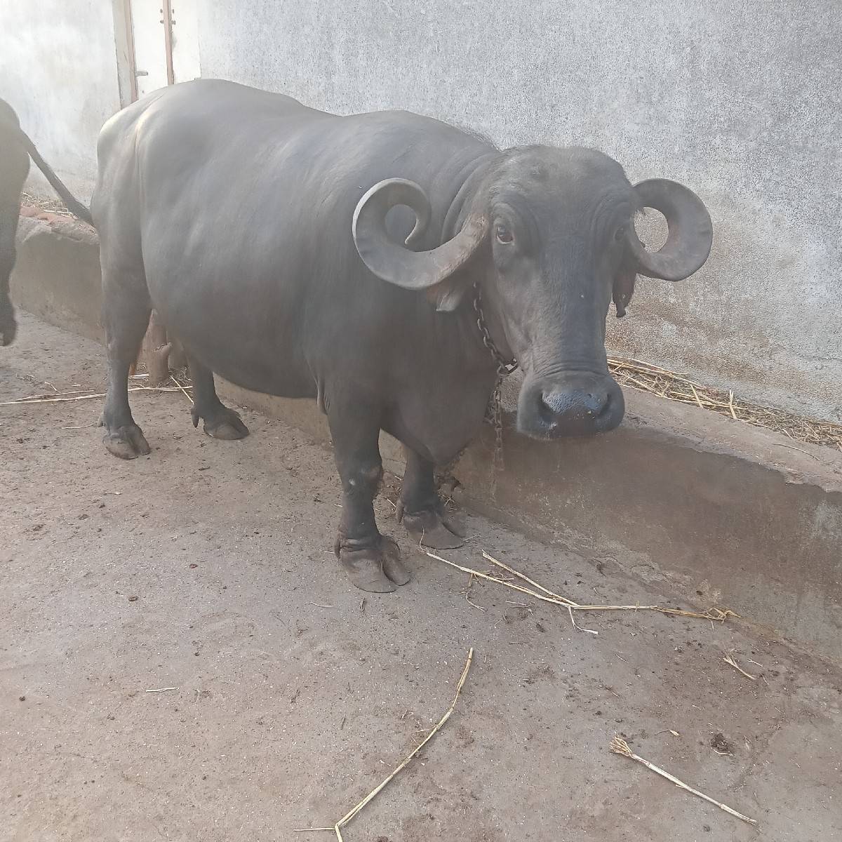 ભેંસ વેચવાની છે
