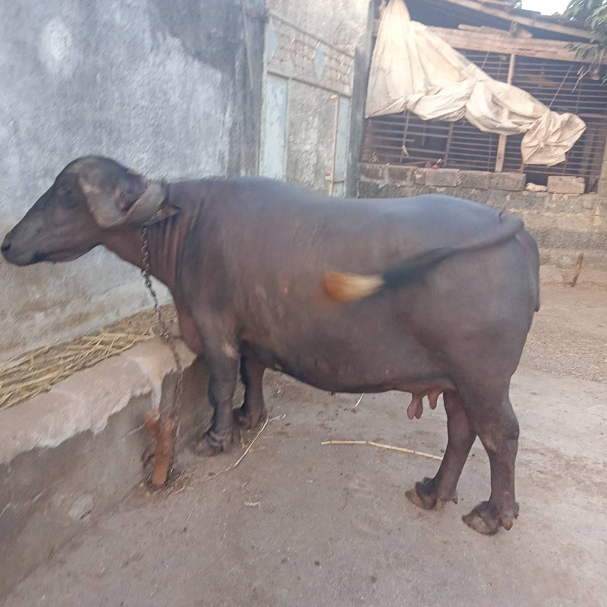 ભેંસ વેચવાની છે