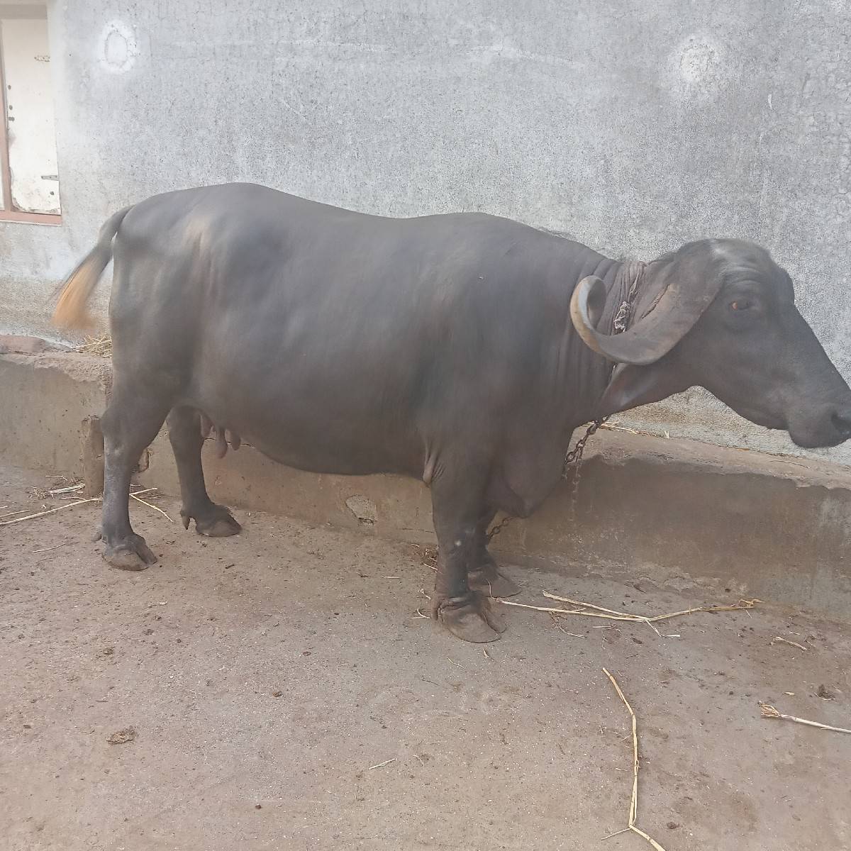 ભેંસ વેચવાની છે