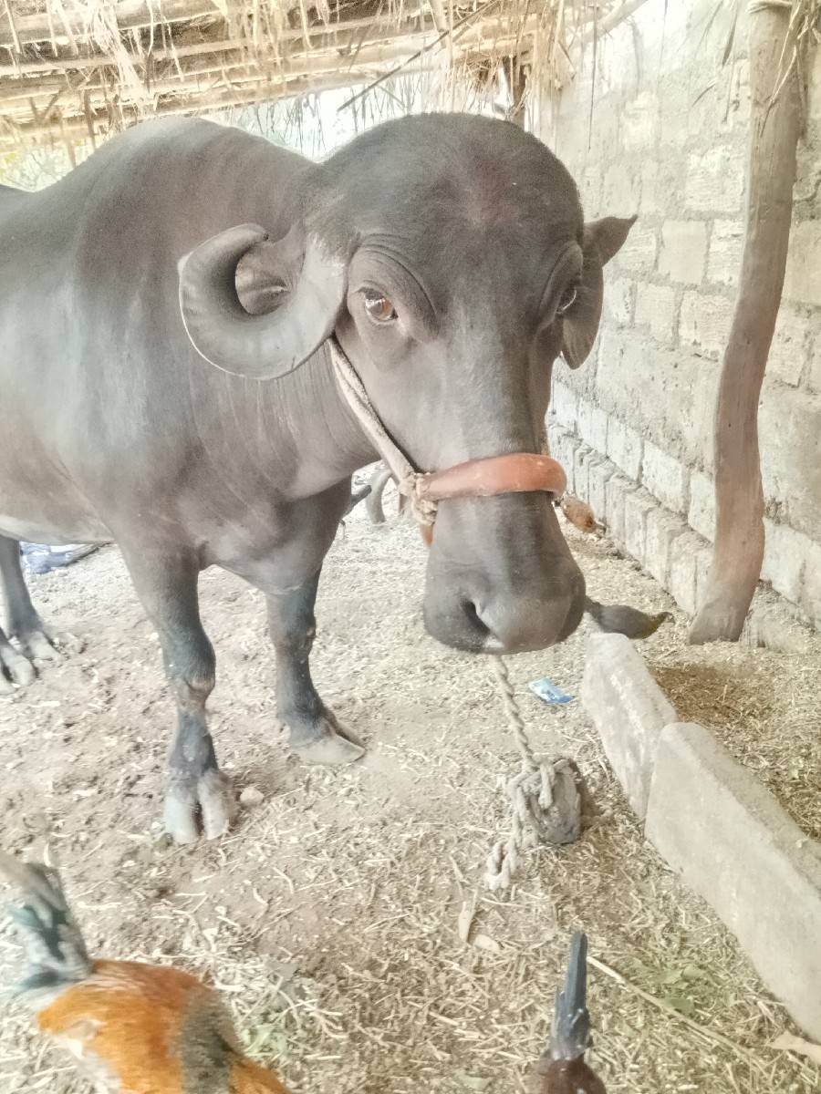 સીમાસી મેંદરડા જુનાગઢ
