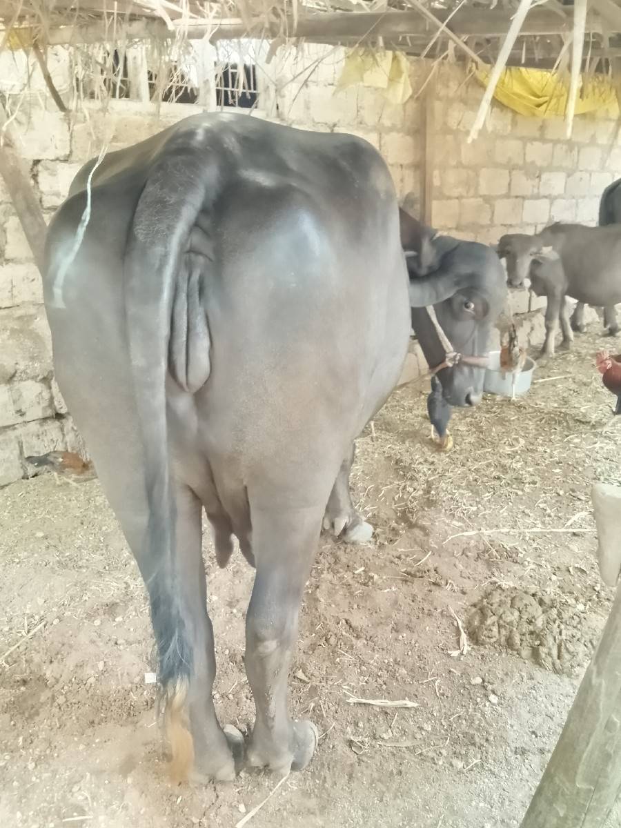 સીમાસી મેંદરડા જુનાગઢ