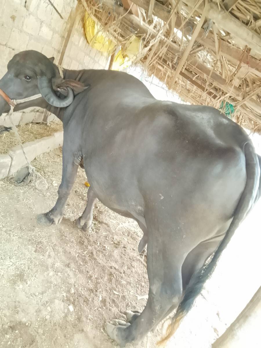 સીમાસી મેંદરડા જુનાગઢ