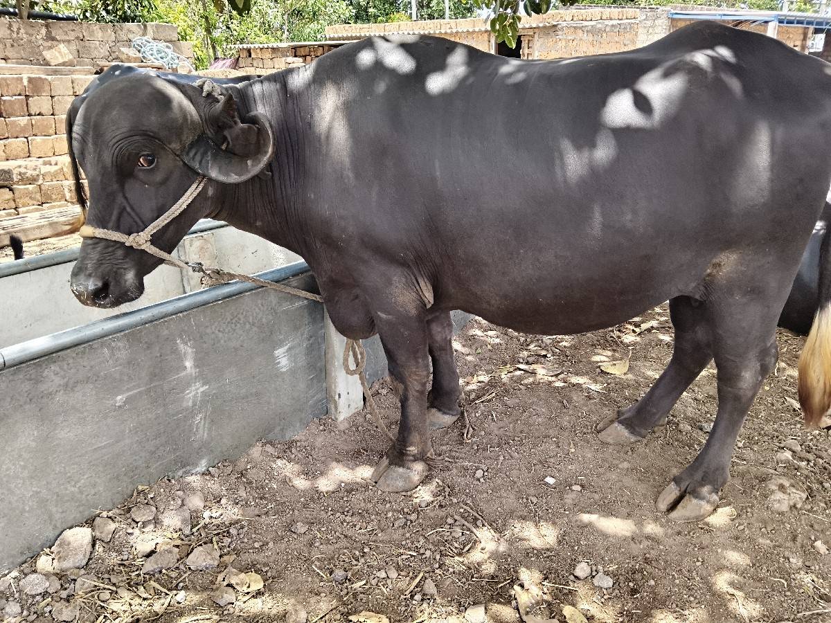 1 વેતર ખડેલી