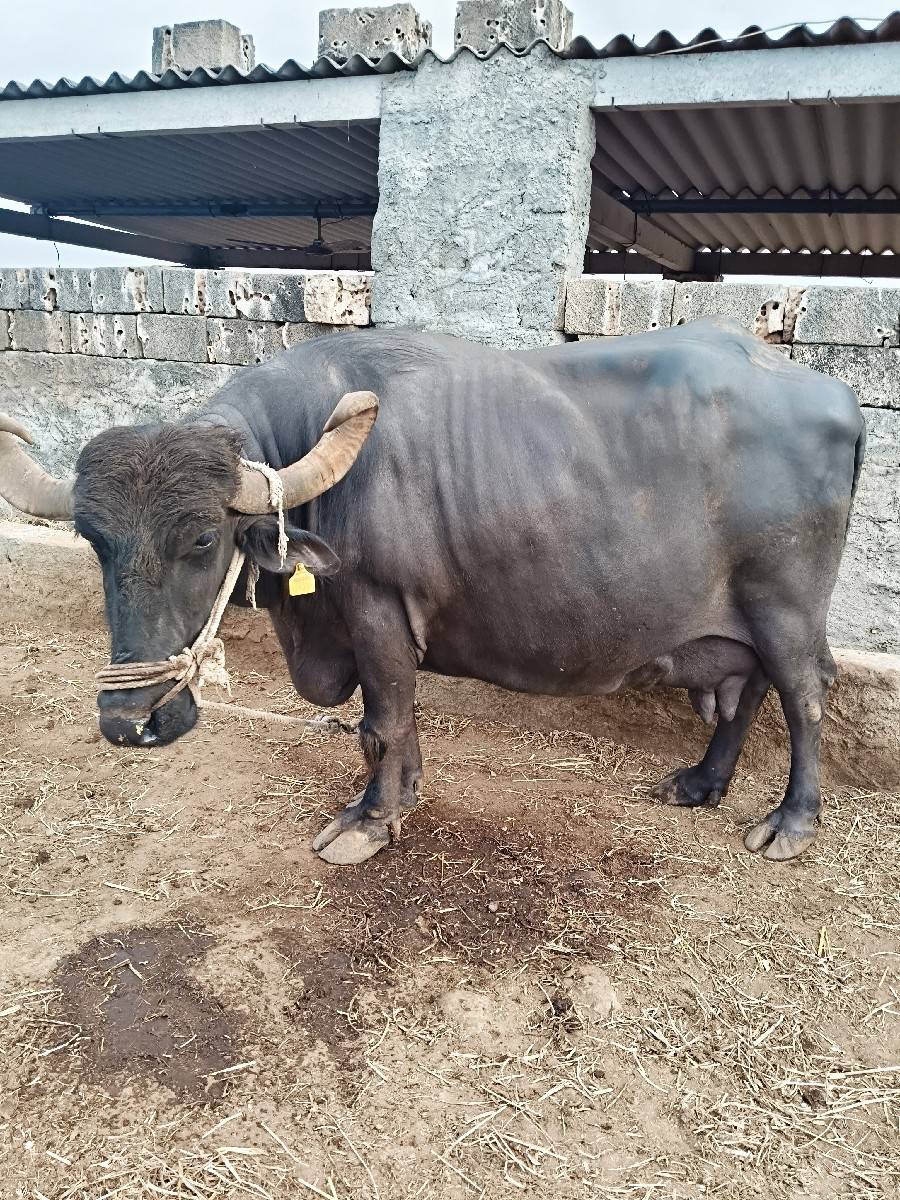 ભેંશ વેચવાની છે