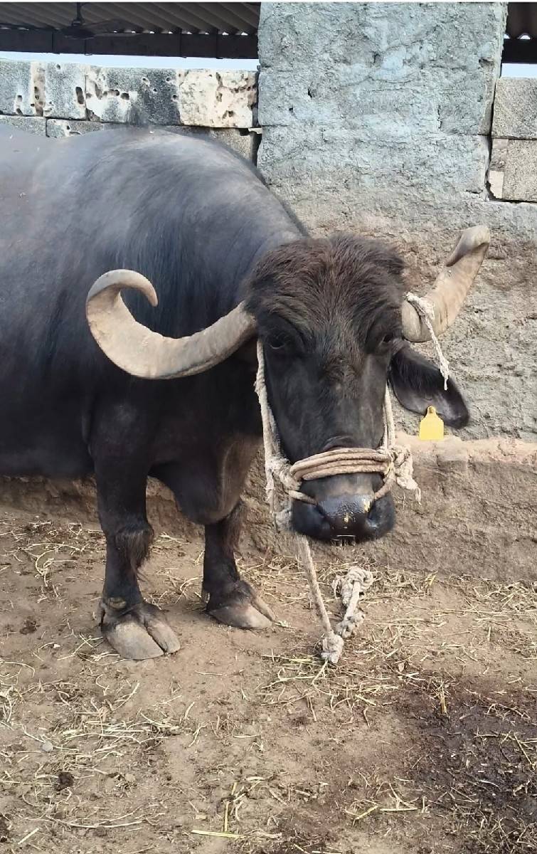 ભેંશ વેચવાની છે