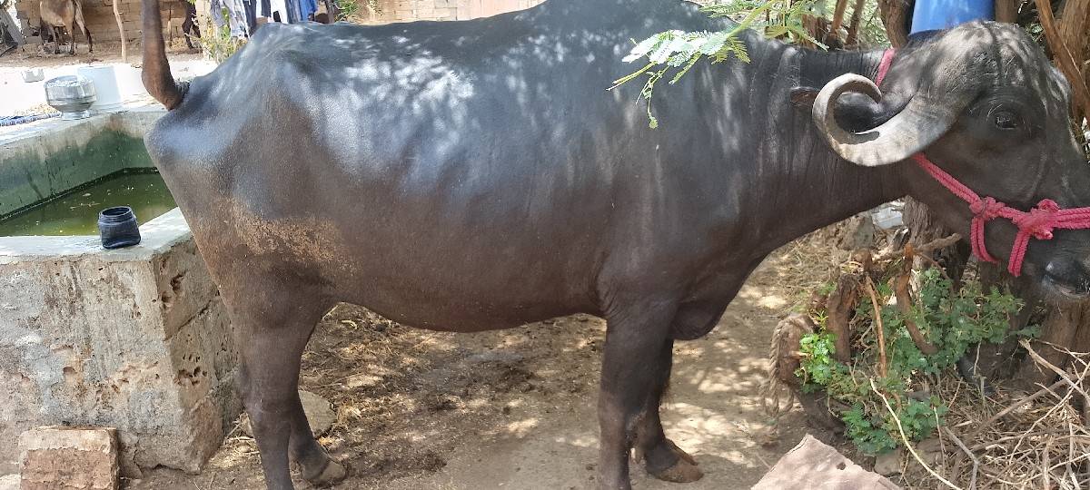 ખળેલી વેચવાની છે