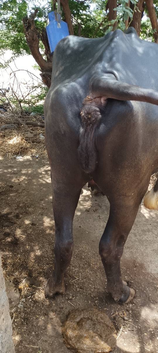 ખળેલી વેચવાની છે