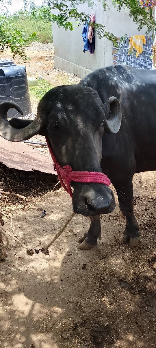 ખળેલી વેચવાની છે