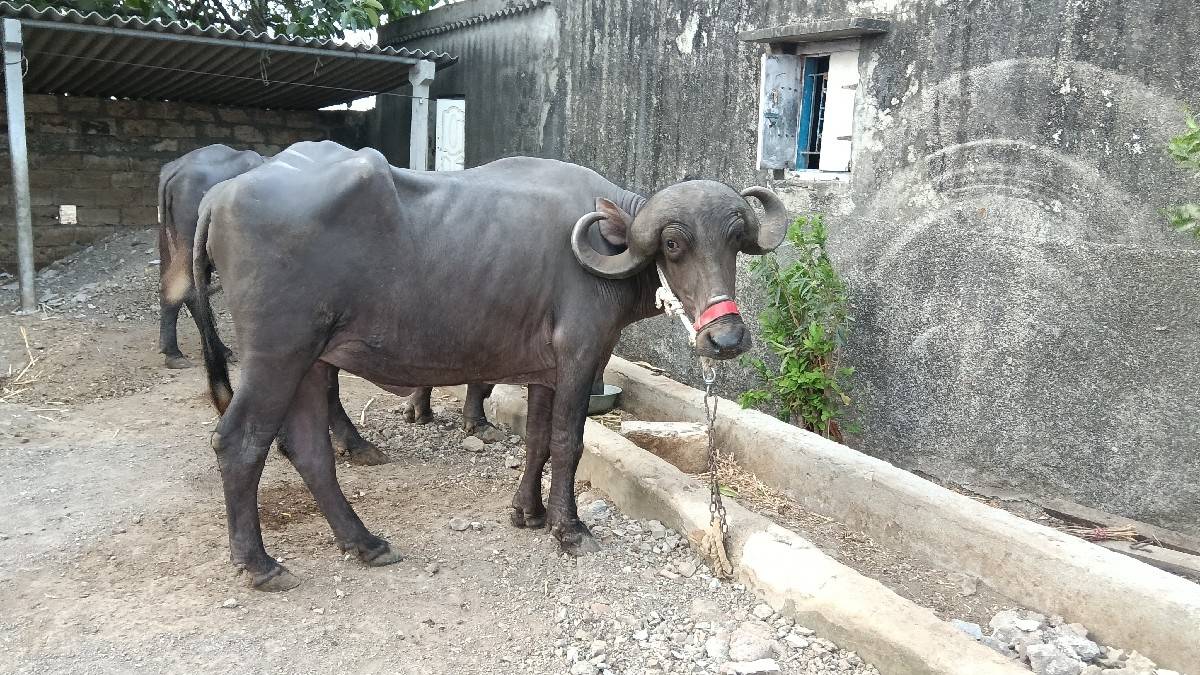 ખળેલી વેચવાની છે ખાલી છે