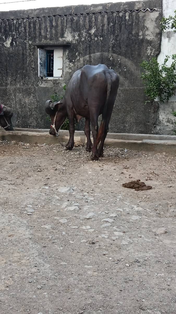 ખળેલી વેચવાની છે ખાલી છે
