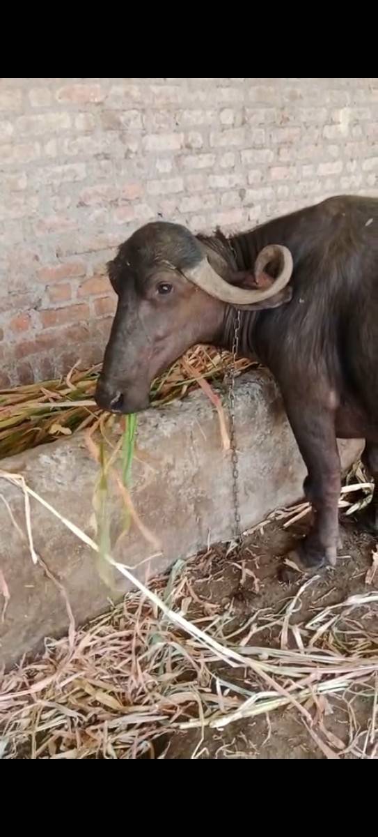 બે મહિનાની વાર