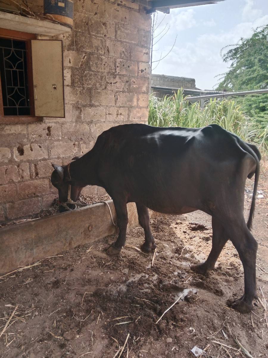 ભેંસ વેચવાની છે