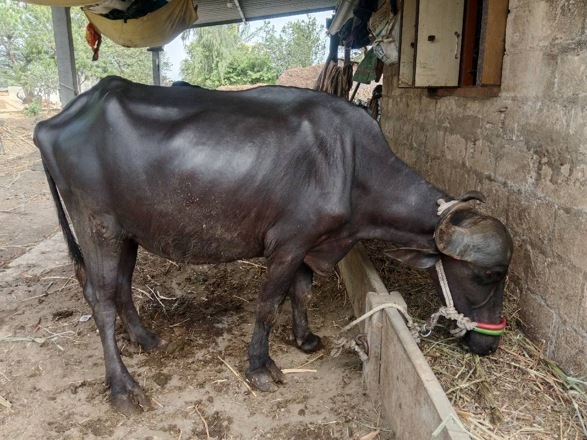 ભેંસ વેચવાની છે
