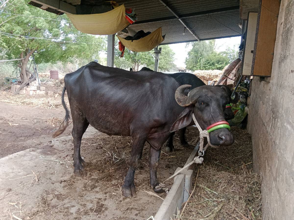 ભેંસ વેચવાની છે