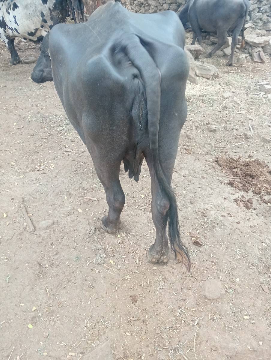 ભેંસ વેચવાની છે