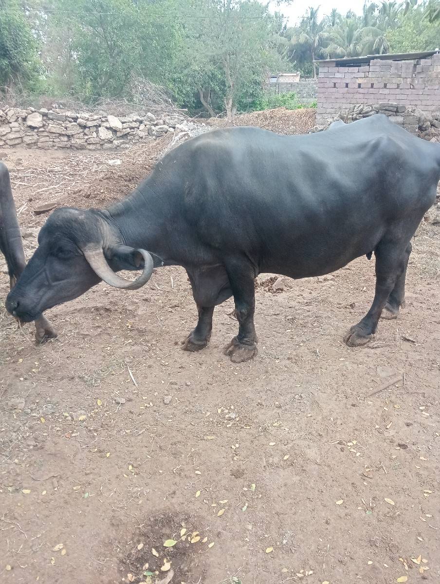 ભેંસ વેચવાની છે