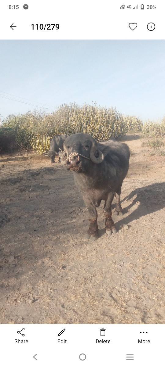 પાડો વેચવાનો છે